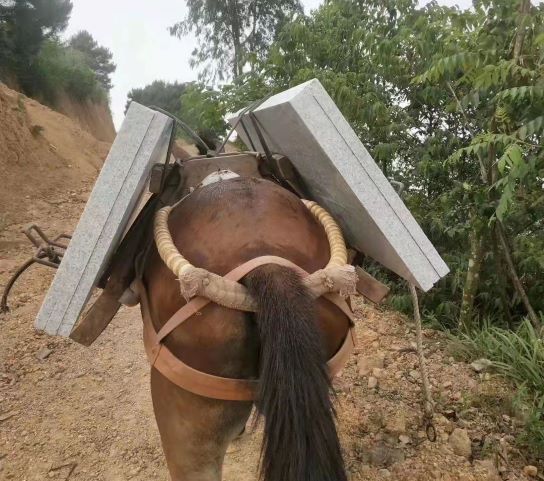 湖北骡马运输