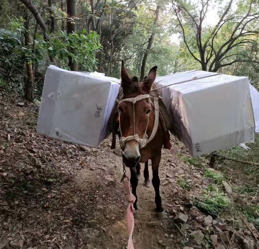 湖北福建骡子运输队