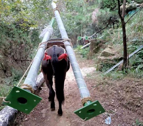 湖北深圳骡子运输队